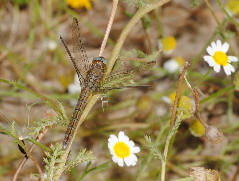 Orthetrum ?